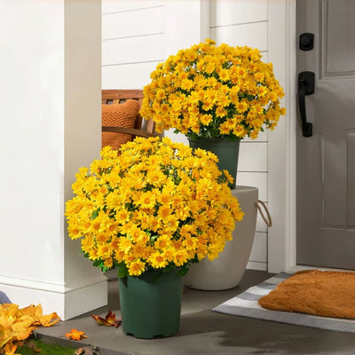 RamoraBloom™ — Light Up Your Home with Effortless, Timeless Autumn Beauty
