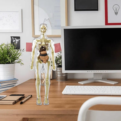 VitaForm™ 3D Anatomy Explorer — Unlock Mastery by Seeing and Touching Every Body Detail