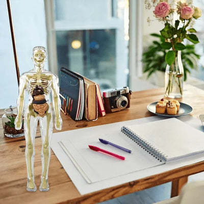 VitaForm™ 3D Anatomy Explorer — Unlock Mastery by Seeing and Touching Every Body Detail