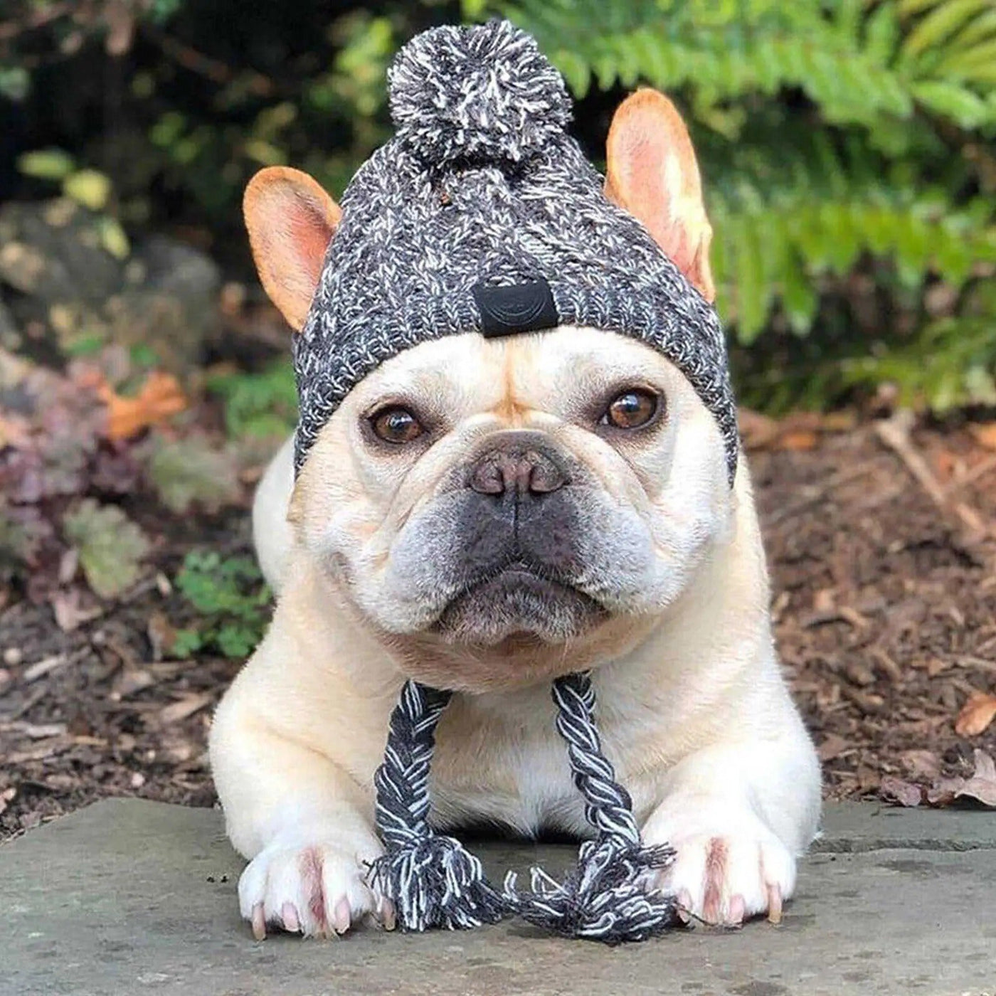 ArcticPaws Pet Beanie